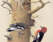 Red-breasted Sapsucker - 威廉·齐默曼
